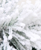 Frosted Pine Holiday Wreath